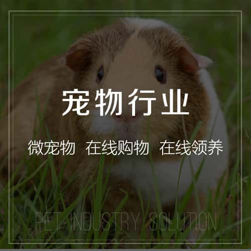 巢湖宠物
